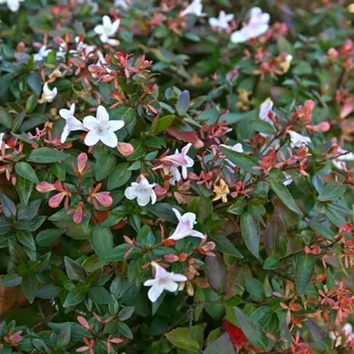 Abelia Enana Arbusto Ornamental 2