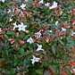 Abelia Enana Arbusto Ornamental - Miniatura 2