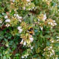 Abelia Enana Arbusto Ornamental - Miniatura 3