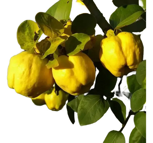 Membrillo Lucuma Árbol Frutal 1