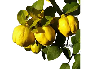 Membrillo Lucuma Árbol Frutal