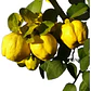 Membrillo Lucuma Árbol Frutal - Miniatura 1