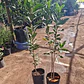 Membrillo Lucuma Árbol Frutal - Miniatura 3