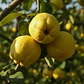 Membrillo Lucuma Árbol Frutal - Miniatura 4