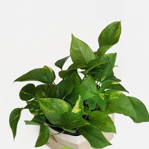 Scindapsus Pothos Colgante Grande Enredadera Trepadora 1
