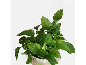 Scindapsus Pothos Colgante Grande Enredadera Trepadora