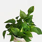 Scindapsus Pothos Colgante Grande Enredadera Trepadora - Miniatura 1