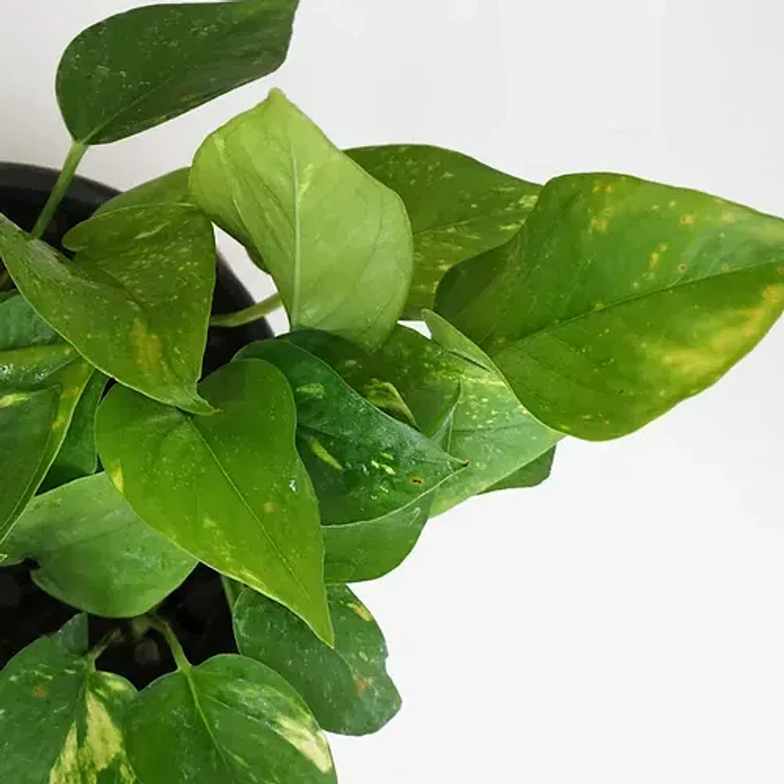 Scindapsus Pothos Colgante Grande Enredadera Trepadora 2