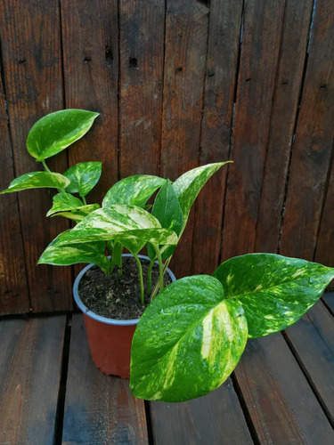 Scindapsus Pothos Colgante Grande Enredadera Trepadora 3