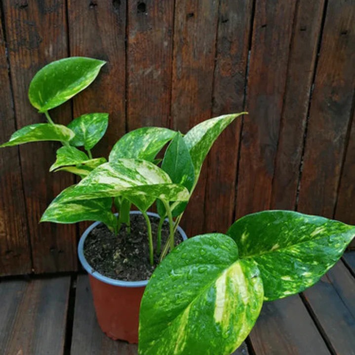 Scindapsus Pothos Colgante Grande Enredadera Trepadora 3