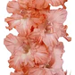 Bulbo Gladiolo Teds Frizzle - Miniatura 1