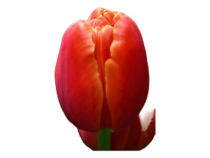 Bulbo Tulipán Icoon