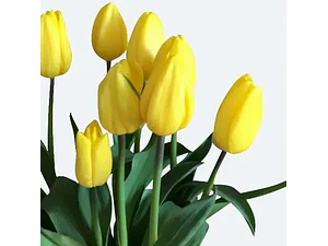 Bulbo Tulipán Strong Gold