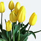 Bulbo Tulipán Strong Gold - Miniatura 1