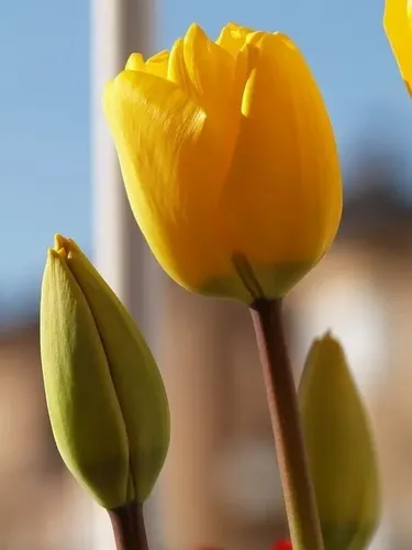 Bulbo Tulipán Strong Gold 2