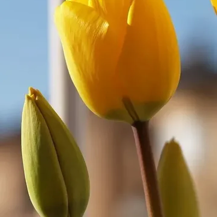 Bulbo Tulipán Strong Gold 2