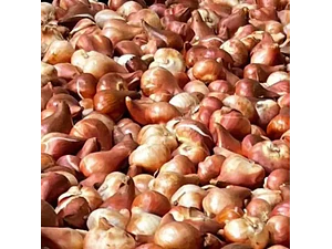 Pack De 10 Bulbo Tulipanes Variedades