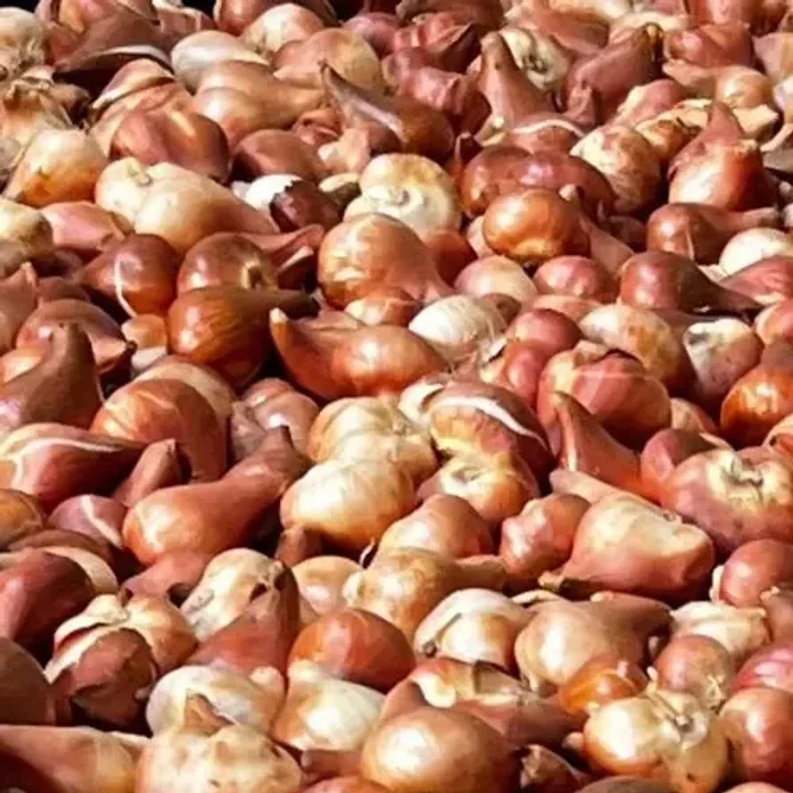 Pack De 10 Bulbo Tulipanes Variedades 1