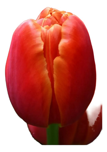 Pack De 10 Bulbo Tulipanes Variedades 4