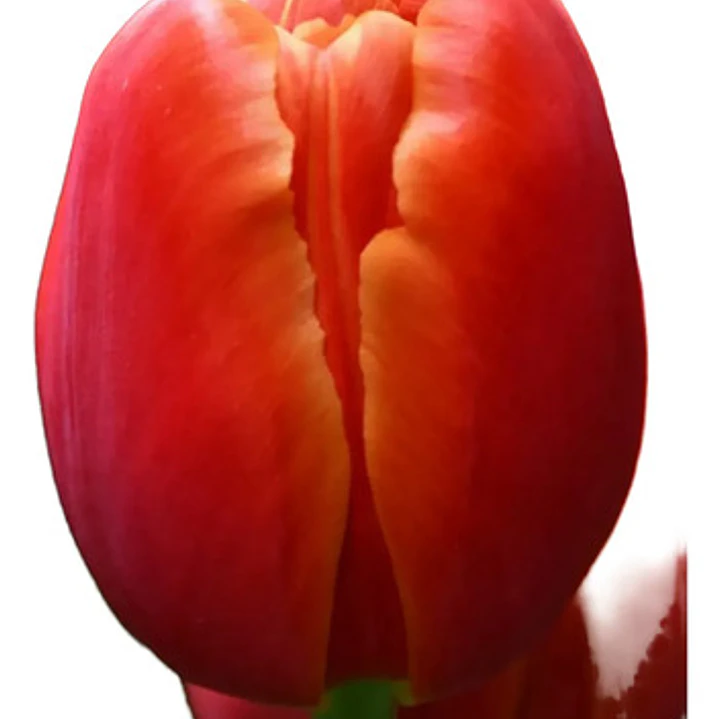 Pack De 10 Bulbo Tulipanes Variedades 4