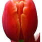 Pack De 10 Bulbo Tulipanes Variedades - Miniatura 4