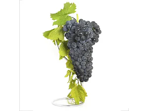 Parra Uva Syrah Árbol Frutal Vinícola