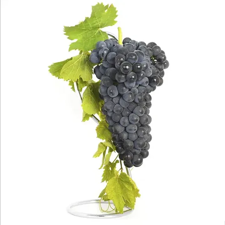 Parra Uva Syrah Árbol Frutal Vinícola 1