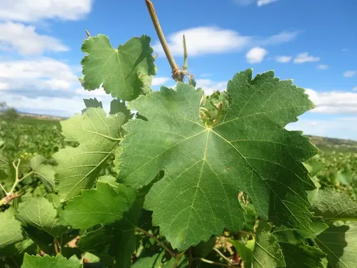 Parra Uva Syrah Árbol Frutal Vinícola 2