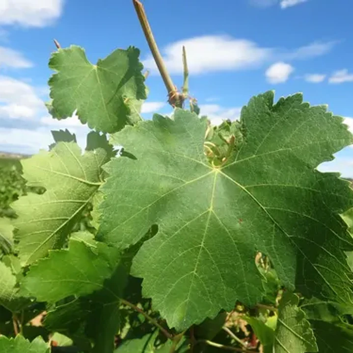 Parra Uva Syrah Árbol Frutal Vinícola 2
