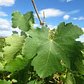 Parra Uva Syrah Árbol Frutal Vinícola - Miniatura 2