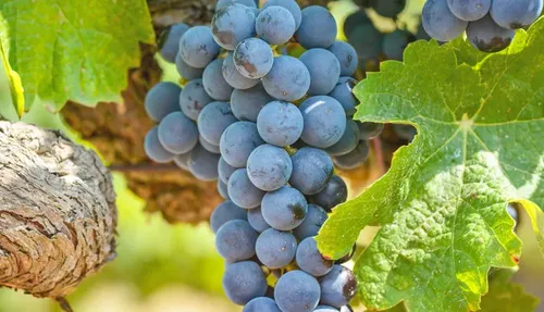 Parra Uva Syrah Árbol Frutal Vinícola 3