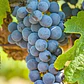 Parra Uva Syrah Árbol Frutal Vinícola - Miniatura 3