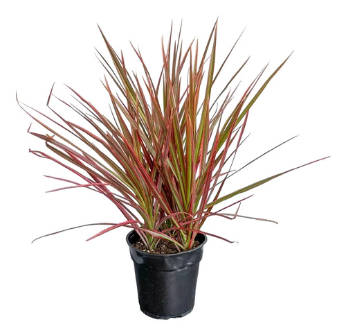 Dracena Marginata Rosada Planta Interior 1