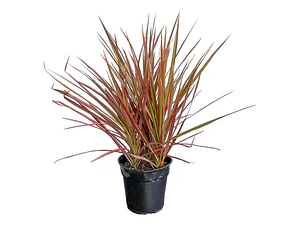 Dracena Marginata Rosada Planta Interior
