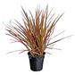 Dracena Marginata Rosada Planta Interior - Miniatura 1