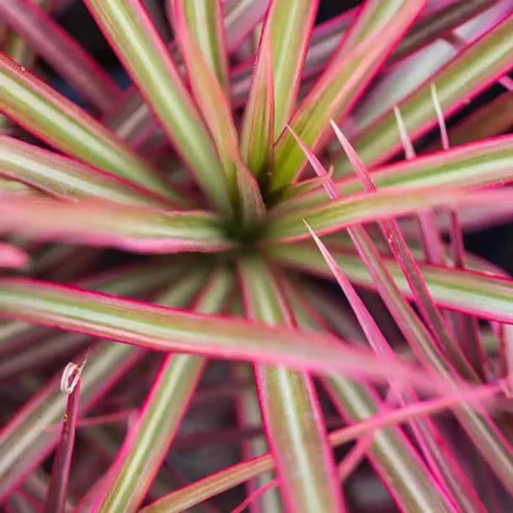 Dracena Marginata Rosada Planta Interior 2