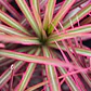 Dracena Marginata Rosada Planta Interior - Miniatura 2