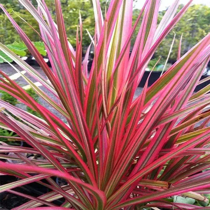 Dracena Marginata Rosada Planta Interior 3