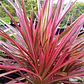 Dracena Marginata Rosada Planta Interior - Miniatura 3