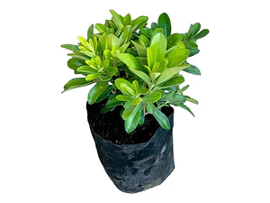 Pittosporum Tobira Nana Arbusto Ornamental