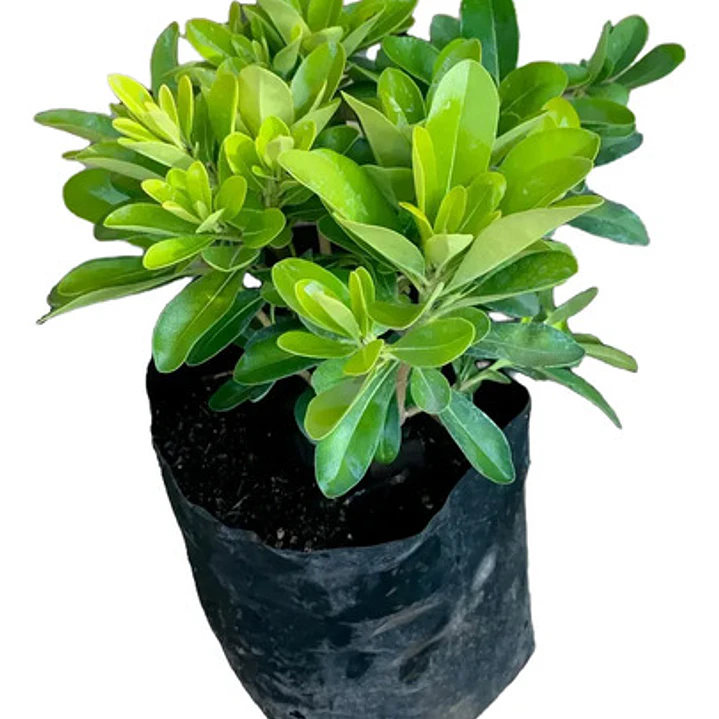 Pittosporum Tobira Nana Arbusto Ornamental 1