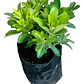 Pittosporum Tobira Nana Arbusto Ornamental - Miniatura 1