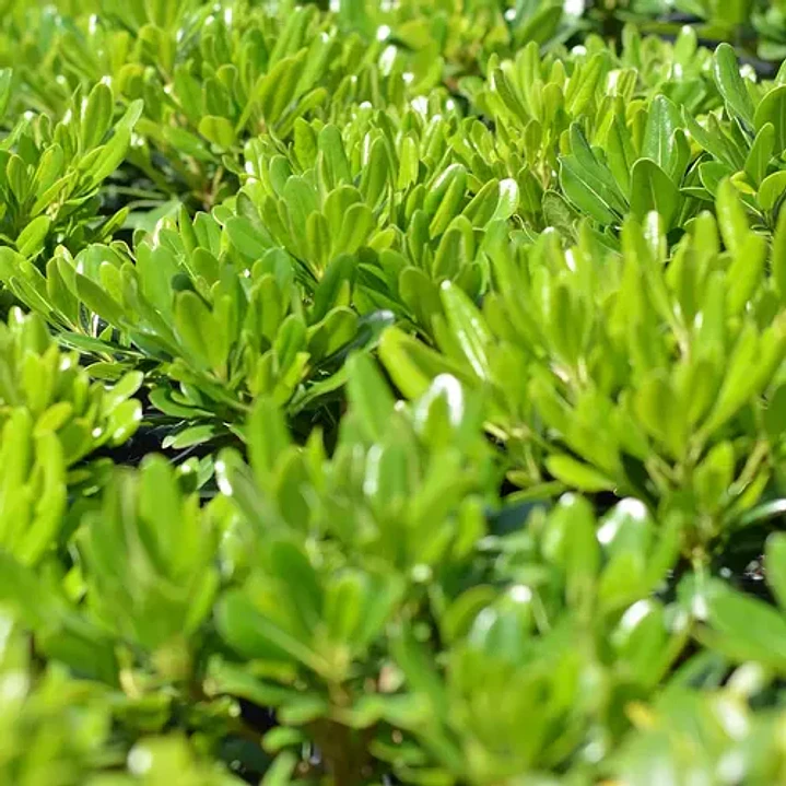 Pittosporum Tobira Nana Arbusto Ornamental 2