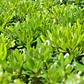 Pittosporum Tobira Nana Arbusto Ornamental - Miniatura 2
