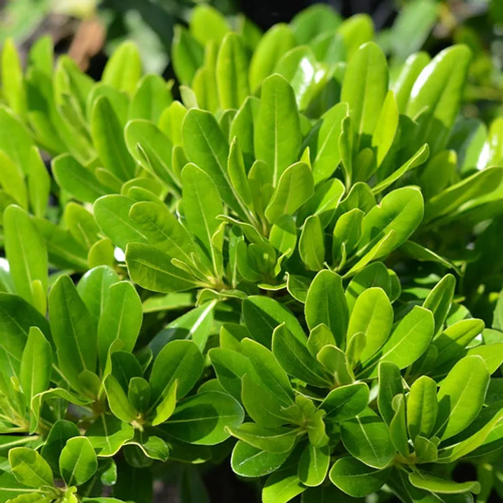 Pittosporum Tobira Nana Arbusto Ornamental 3