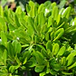 Pittosporum Tobira Nana Arbusto Ornamental - Miniatura 3