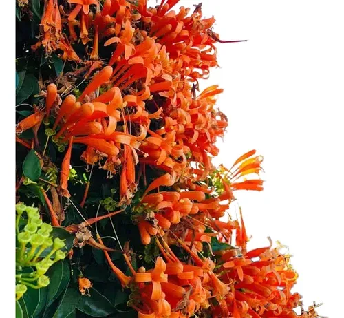 Bignonia Naranja Grande Pyrostegia Venusta Trepadora 1