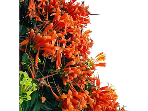Bignonia Naranja Grande Pyrostegia Venusta Trepadora
