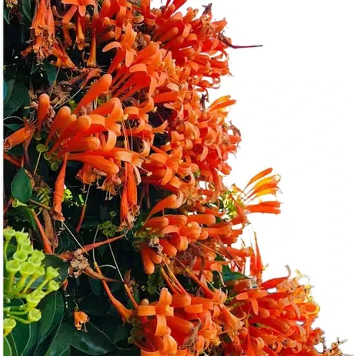 Bignonia Naranja Grande Pyrostegia Venusta Trepadora 1
