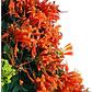 Bignonia Naranja Grande Pyrostegia Venusta Trepadora - Miniatura 1